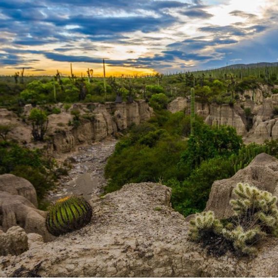 Reserva de la biosfera Tehuacán-Cuicatlán