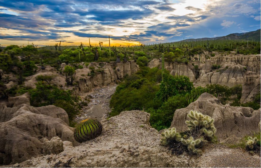 Reserva de la biosfera Tehuacán-Cuicatlán